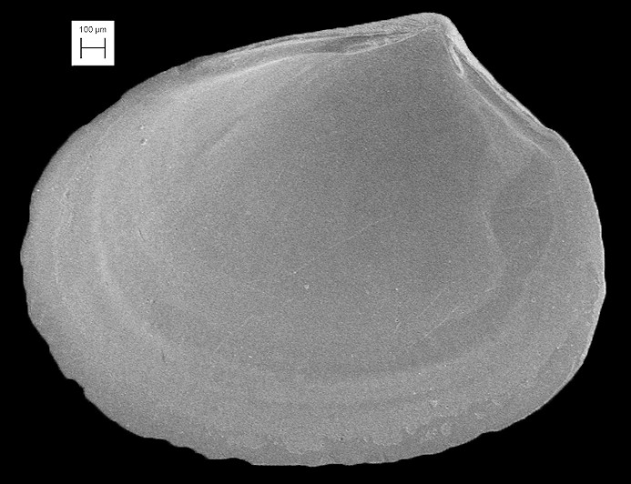 Kurtiella planulata (Stimpson, 1851) Plate Mysella