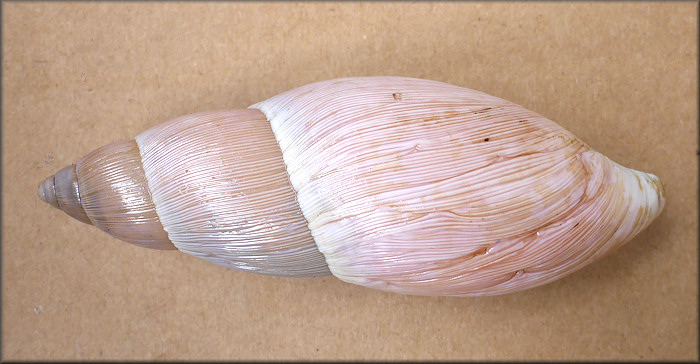 Euglandina rosea (Frussac, 1821) Rosy Wolfsnail - Large Specimen