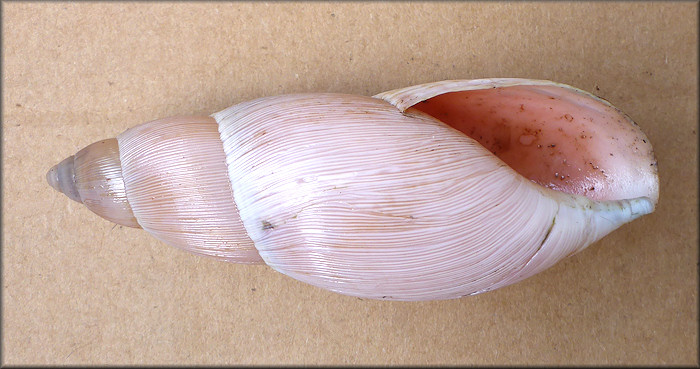 Euglandina rosea (Frussac, 1821) Rosy Wolfsnail - Large Specimen