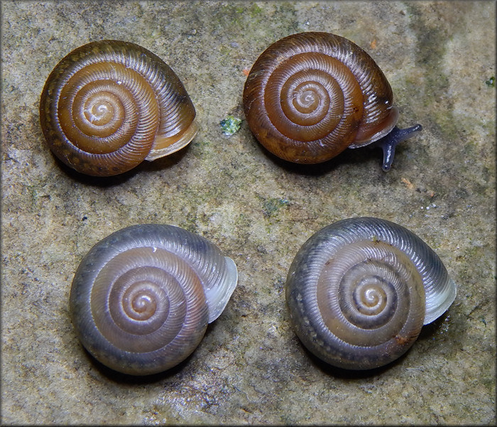 Triodopsis hopetonensis (Shuttleworth, 1852) hatchlings