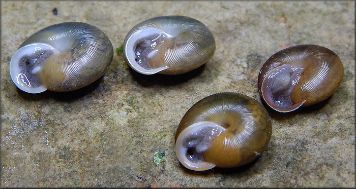 Triodopsis hopetonensis (Shuttleworth, 1852) hatchlings