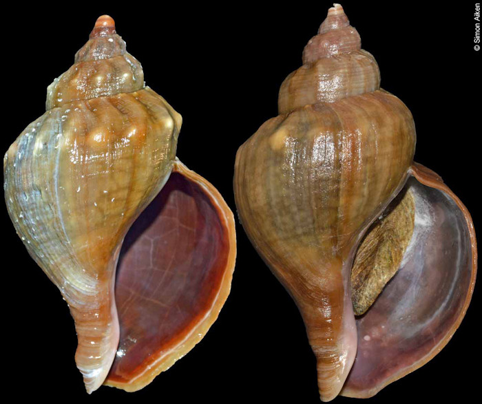 Neptunea arthritica (Valenciennes, 1858)