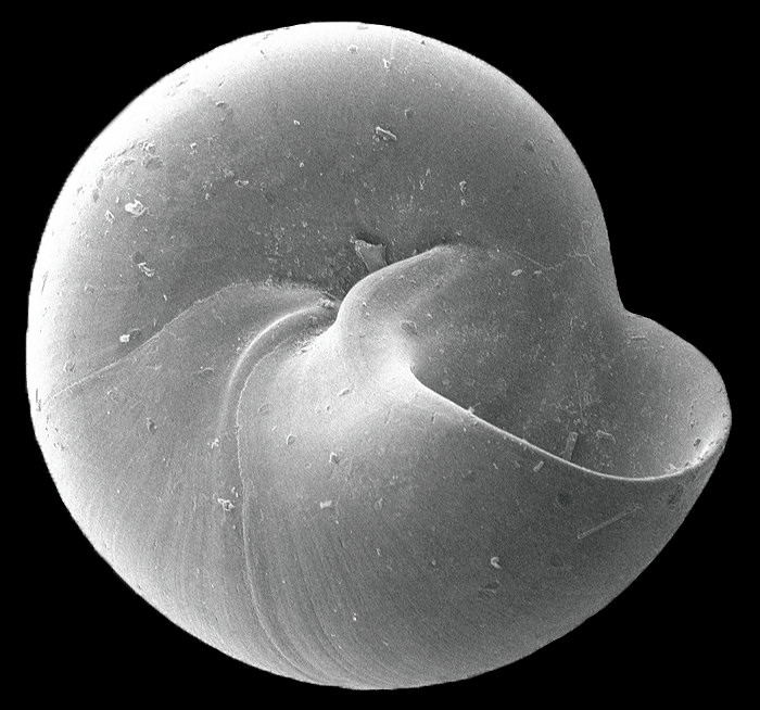 Teinostoma altum Pilsbry in Olsson and Harbison, 1953 High-spired Vitrinella