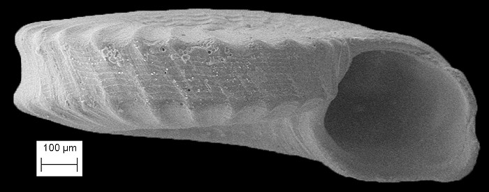 Pleuromalaxis balesi (Pilsbry and McGinty, 1945)