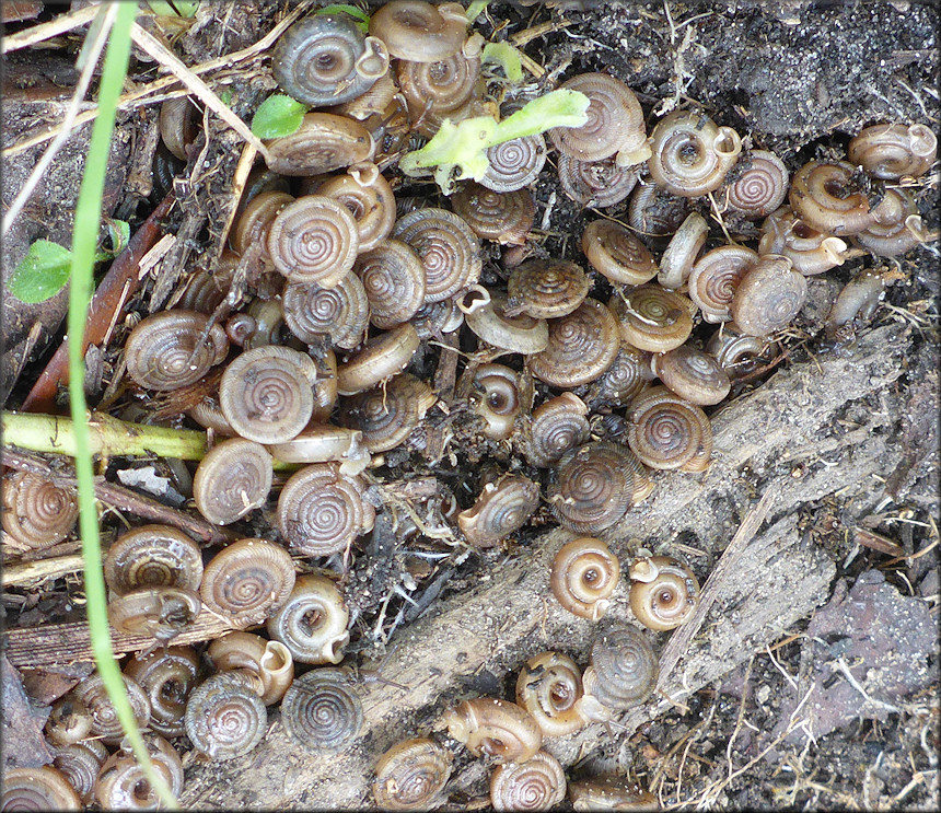 Polygyra cereolus (Mhlfeld, 1816) Southern Flatcoil