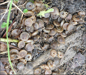 Polygyra cereolus (Mhlfeld, 1816) Southern Flatcoil