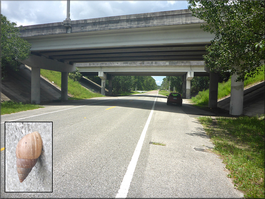 Bulimulus sporadicus On Dunn Creek Road Underneath The Interstate 295 Overpass