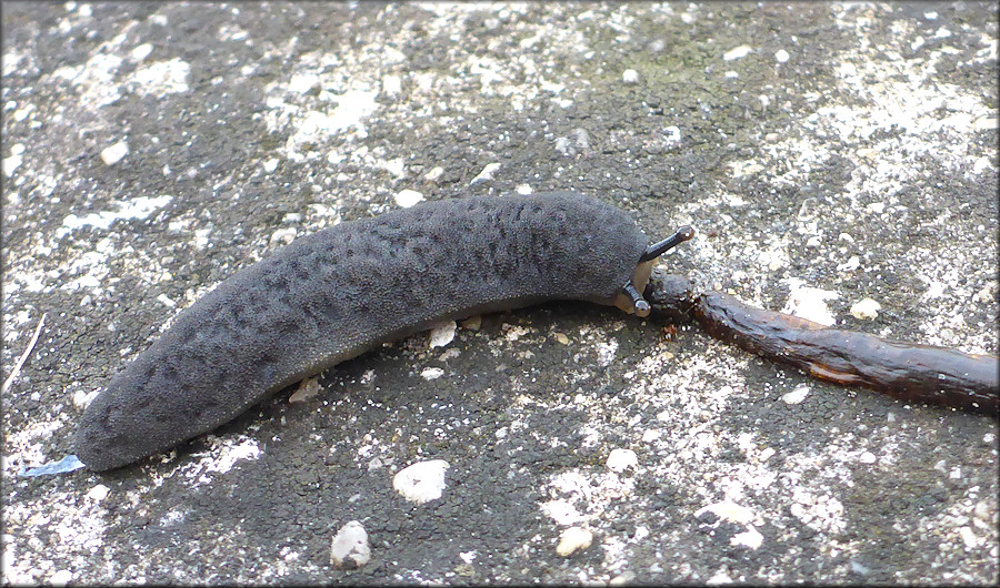 Belocaulus angustipes Black-velvet Leatherleaf Feeding On Deceased Earthworm