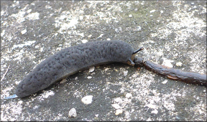 Belocaulus angustipes Black-velvet Leatherleaf Feeding On Deceased Earthworm