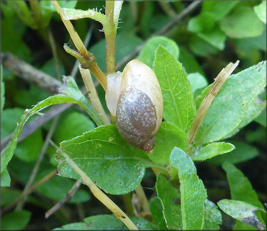 Succinea unicolor Tryon, 1866 Squatty Ambersnail In Situ