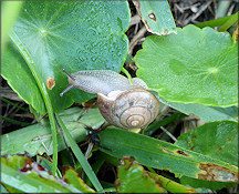 Bradybaena similaris (Férussac, 1821) In Situ