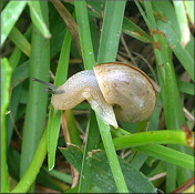 Bradybaena similaris (Férussac, 1821) In Situ