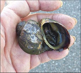 Pomacea diffusa Blume, 1957 Spiketop Applesnail With No Operculum