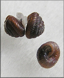 Strobilops texasianus Pilsbry and Ferriss, 1906 Southern Pinecone