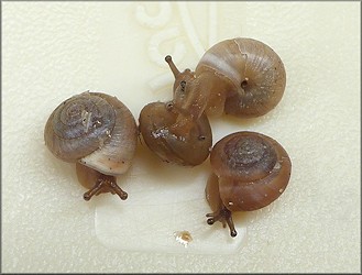 Praticolella jejuna (Say, 1821) Florida Scrubsnail