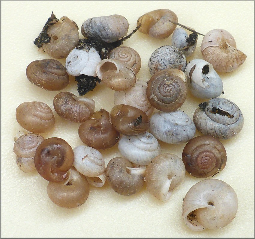 Praticolella jejuna (Say, 1821) Florida Scrubsnail