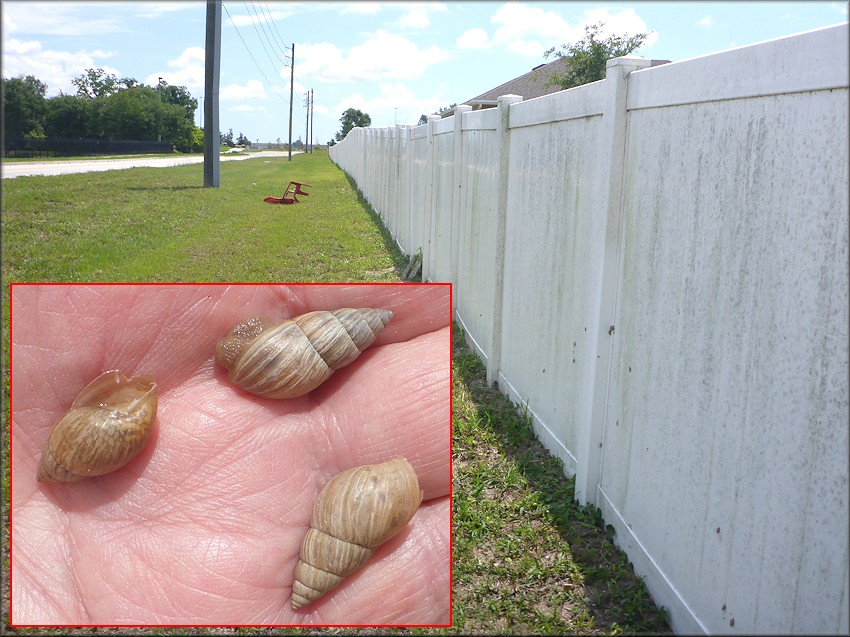 Bulimulus sporadicus In the 9200-9300 Blocks of Lone Star Road East Of Mill Creek Road