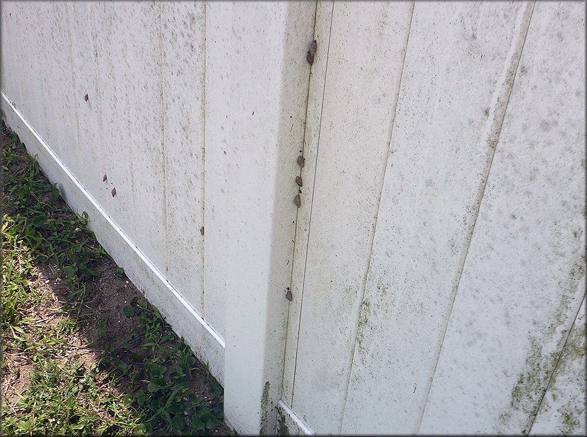 Bulimulus sporadicus In the 9200-9300 Blocks of Lone Star Road East Of Mill Creek Road