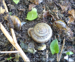 Succinea unicolor Tryon, 1866 Squatty Ambersnail In Situ