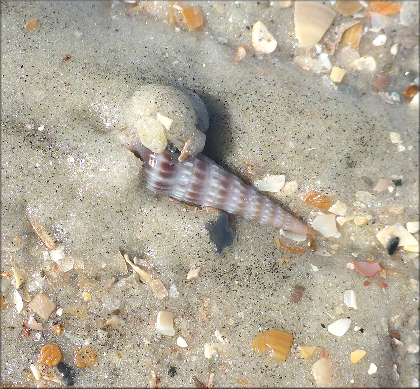 Neoterebra dislocata (Say, 1822) Eastern Auger In Situ