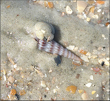 Neoterebra dislocata (Say, 1822) Eastern Auger In Situ