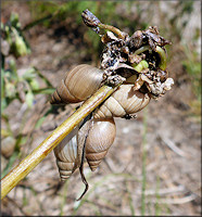 Bulimulus sporadicus (d’Orbigny, 1835) In Situ