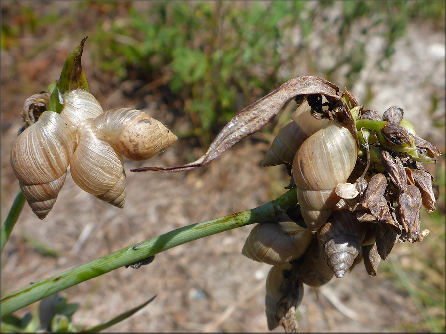 Bulimulus sporadicus (d’Orbigny, 1835) In Situ