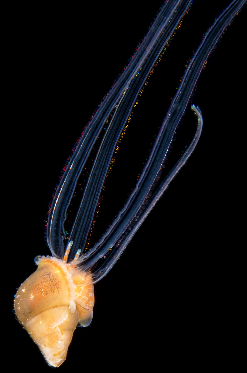 Possible Cymatium (Monoplex) nicobaricum (Rding, 1798) Veliger