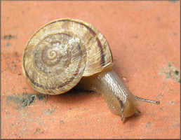 Oreohelix strigosa (Gould, 1846) Rocky Mountainsnail