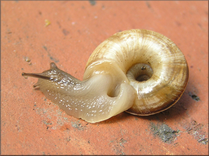 Oreohelix strigosa (Gould, 1846) Rocky Mountainsnail