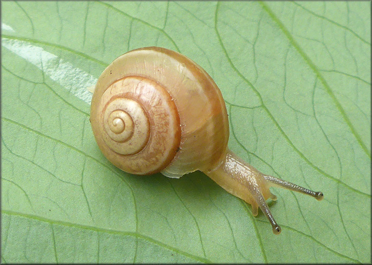 Praticolella griseola (L. Pfeiffer, 1841) Vagrant Scrubsnail