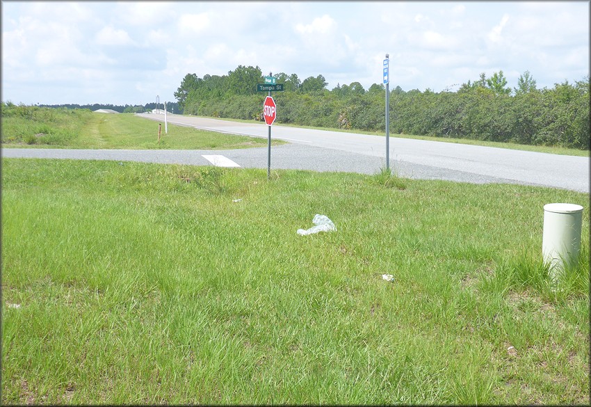 Bulimulus sporadicus At The Camp Blanding Joint Training Center In Clay County, Florida