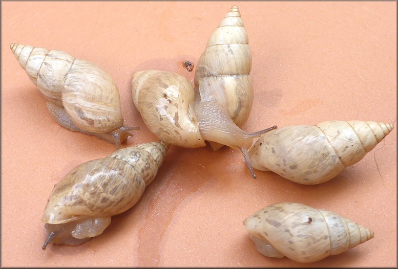 Bulimulus sporadicus At The Camp Blanding Joint Training Center In Clay County, Florida