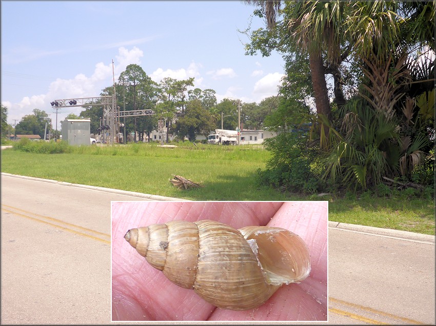Bulimulus sporadicus Along The CSX Transportation Railroad Tracks In Green Cove Springs, Clay County, Florida