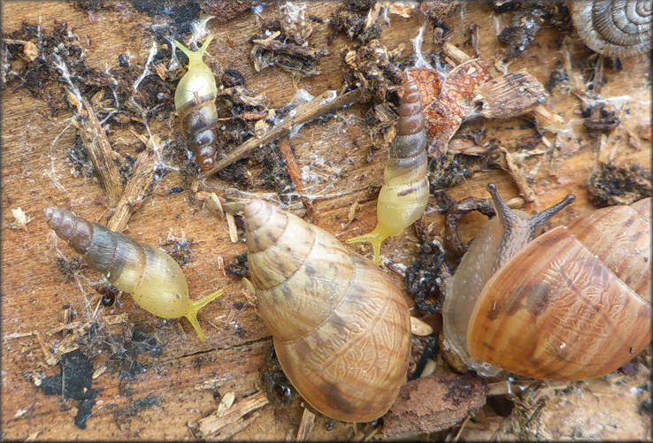 Opeas pyrgula in situ under board with Bulimulus sporadicus (d’Orbigny, 1835), Jacksonville, Duval County, Florida, July, 2017