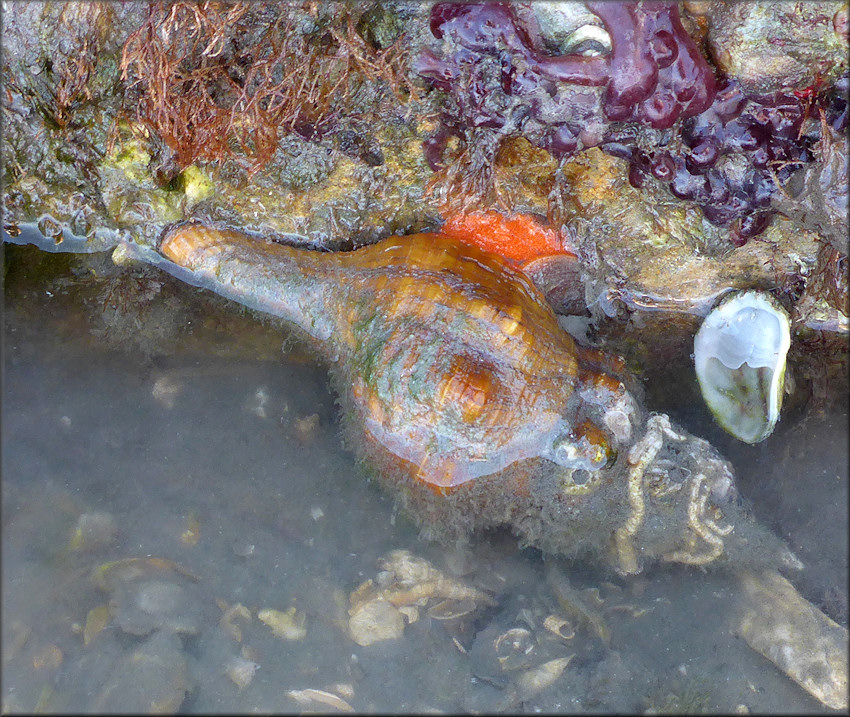 Triplofusus giganteus (Kiener, 1840) Juvenile In Situ