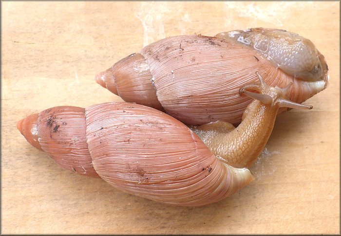 Euglandina rosea (Frussac, 1821) Rosy Wolfsnail - Large Specimens