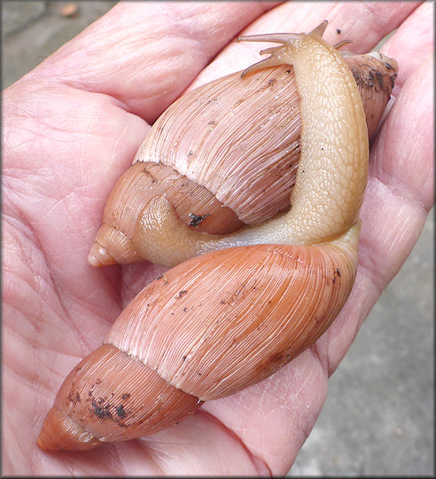 Euglandina rosea (Frussac, 1821) Rosy Wolfsnail - Large Specimens