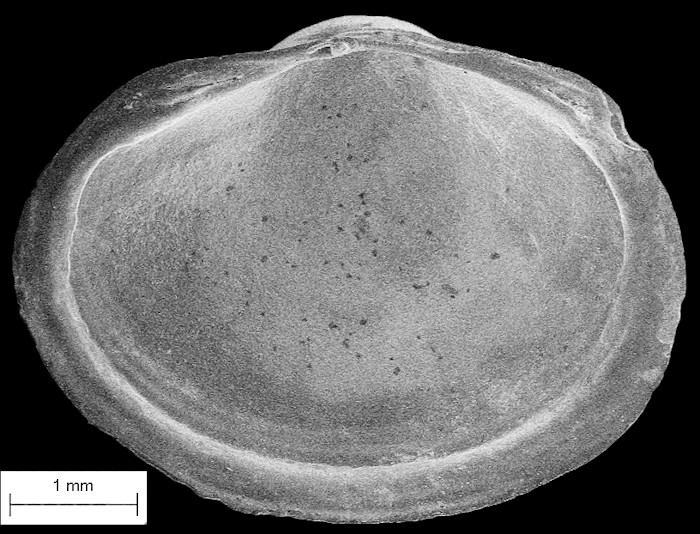 Musculium transversum (Say, 1829) Long Fingernailclam