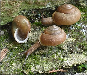 Mesodon thyroidus (Say, 1817) White-lip Globe Climbers