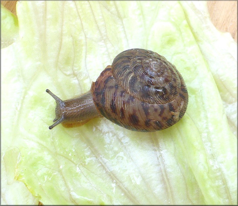 Anguispira alternata (Say, 1817) Flamed Tigersnail