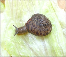 Anguispira alternata (Say, 1817) Flamed Tigersnail