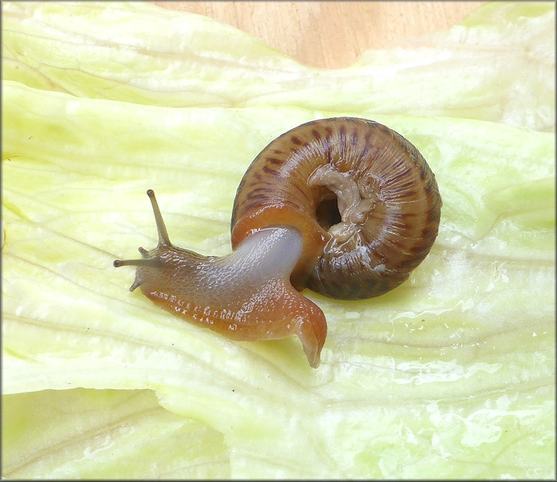 Anguispira alternata (Say, 1817) Flamed Tigersnail