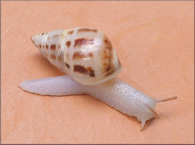 Drymaeus dormani (W. G. Binney, 1857) Manatee Treesnail