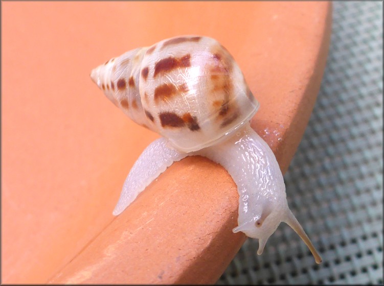 Drymaeus dormani (W. G. Binney, 1857) Manatee Treesnail