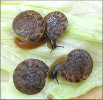 Anguispira cumberlandiana (I. Lea, 1840) Cumberland Tigersnail