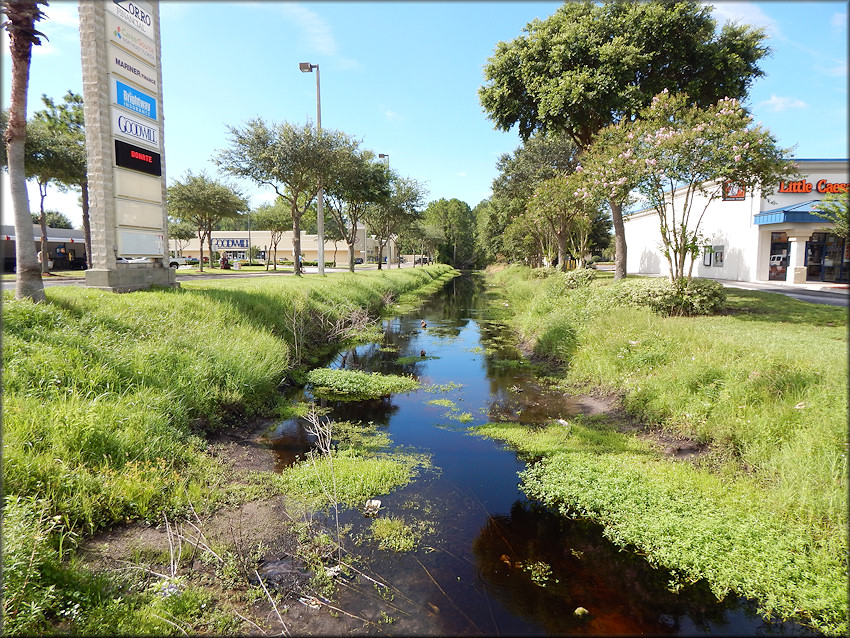 Pomacea diffusa habitat near Beach Boulevard Flea Market July, 2017 (looking south) 