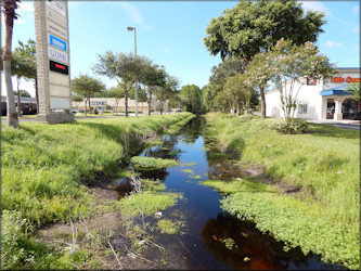 Pomacea diffusa habitat near near Beach Boulevard Flea Market July, 2017 (looking south) 