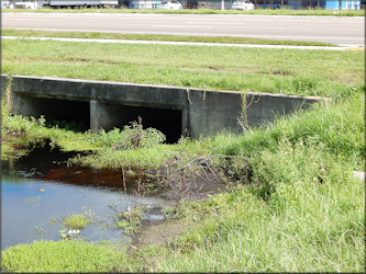 Pomacea diffusa habitat near Beach Boulevard Flea Market July, 2017 (looking north) 