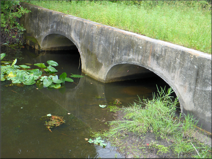 Location where the Channeled Apple Snail egg clutches were initially found